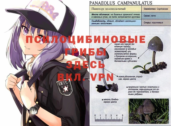 каннабис Белокуриха